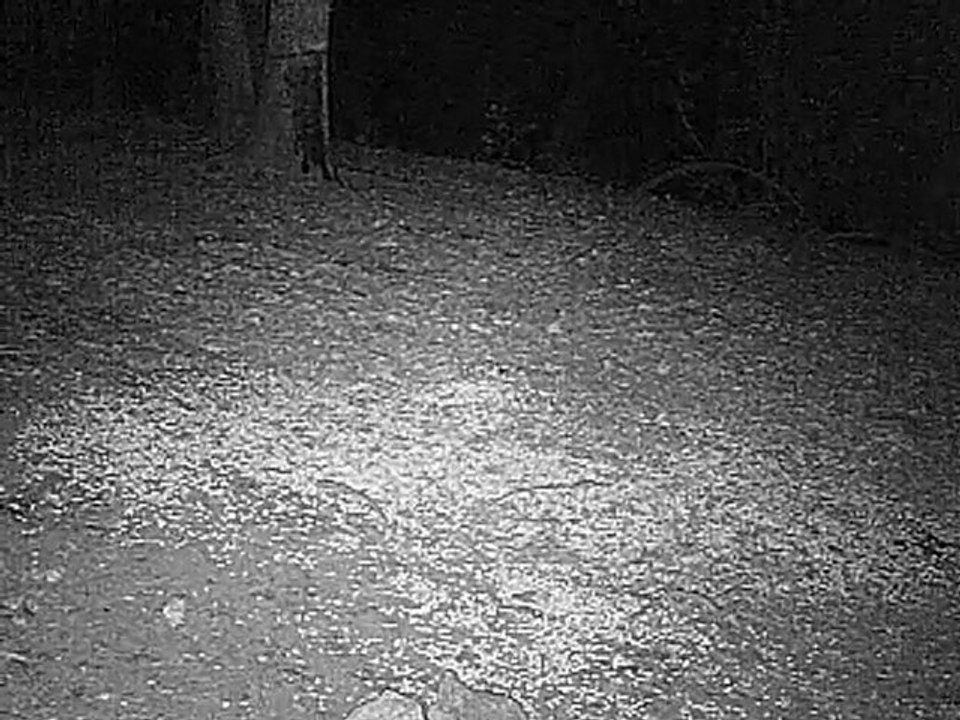 lievre en camera infrarouge 1