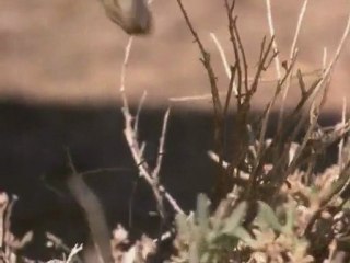 Avestruz, el ave mas grande del mundo