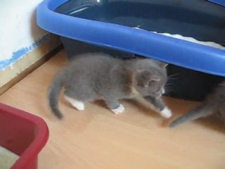 chatons 9 avril 023