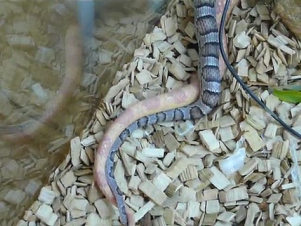 accouplement elaphe ; fin de l'accouplement