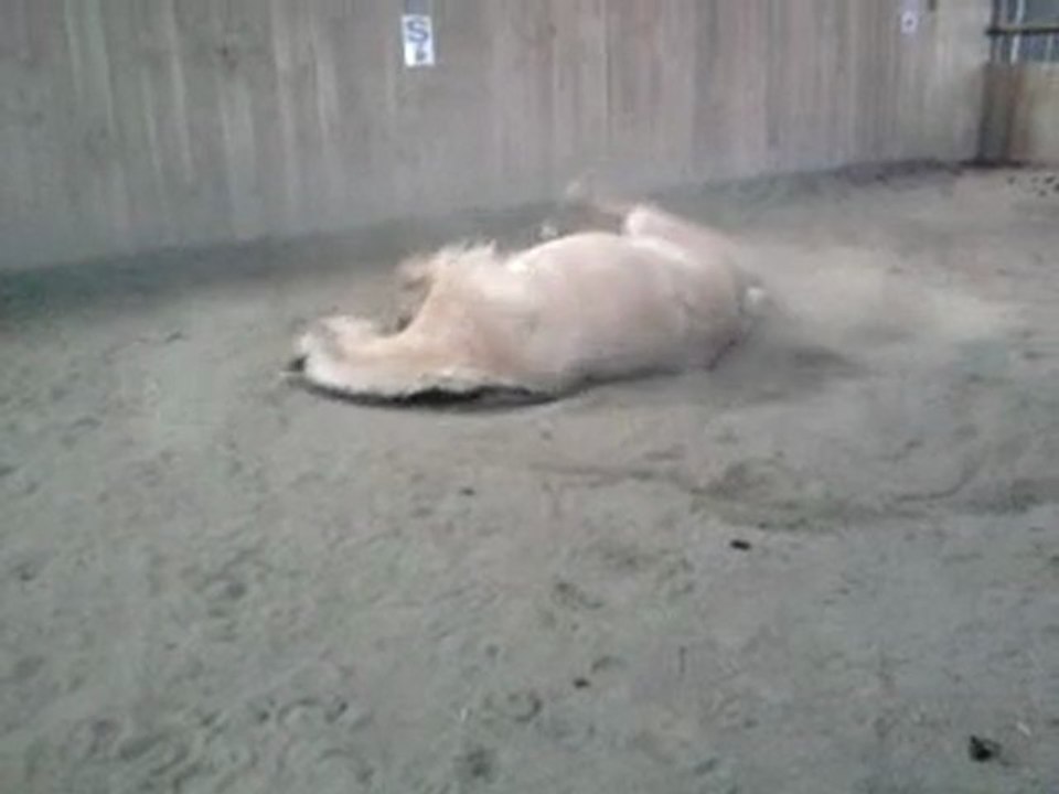 Odin qui se roule
