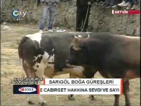 Sarıgöl Boğa Güreşleri 2011 Büyük Orta Final Güreşi Video