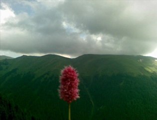 Alim Koca  Dayanamadım..!!
