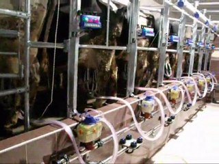 NMS BALIKKILÇIĞI SAĞIM ODASI