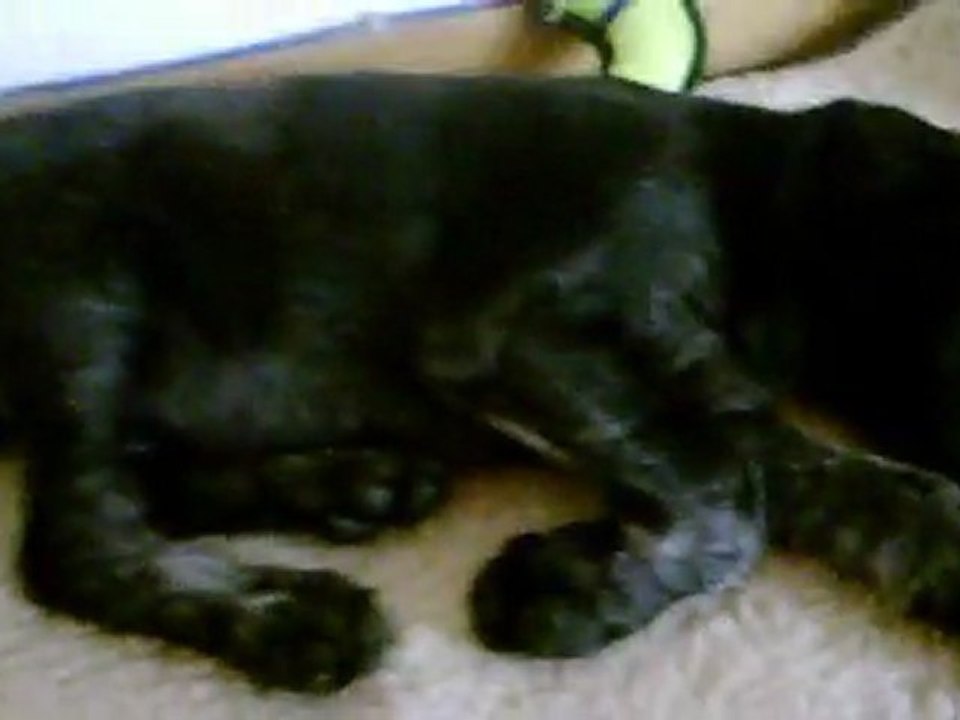 08/04/2011 : Choupa qui fait dodo :P'