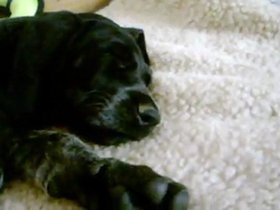 08/04/2011 : Choupa qui fait dodo :P'