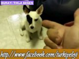 Ölü Numarası Yapan Köpek