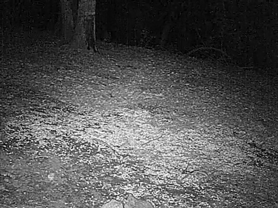 sanglier mefiant en camera infrarouge  1