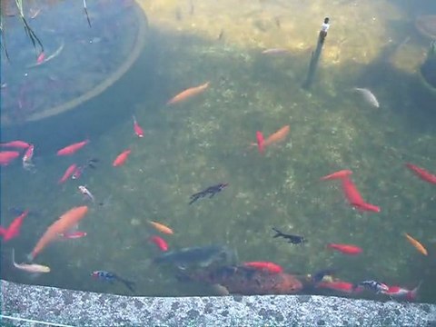 Bassin jardin (Poisson rouge carpe koi esturgeon tortue de floride) exterieur