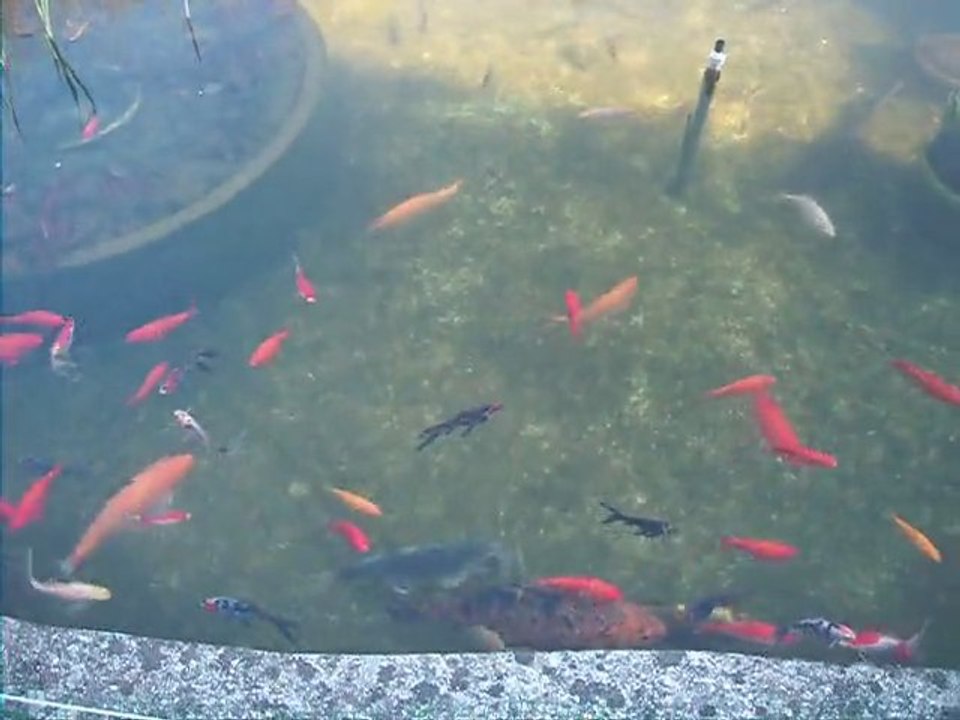 Bassin jardin (Poisson rouge carpe koi esturgeon tortue de floride) exterieur