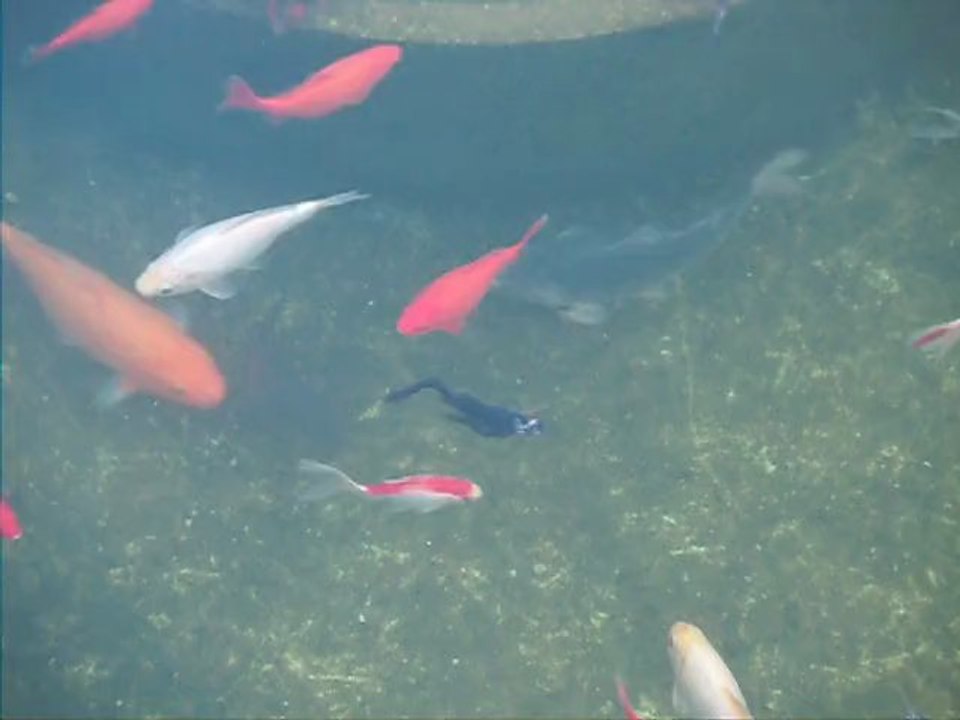 Bassin jardin (Poisson rouge carpe koi esturgeon tortue de floride) exterieur 2