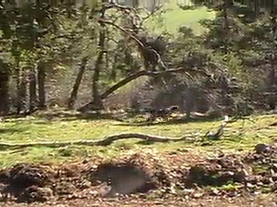 entrainement de mes jeunes griffons bleu le 26 03 2011