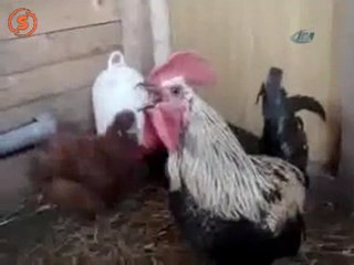 Cok uzun öten horoz... :):)