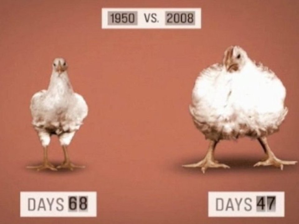 Food Inc. and The Horrific Nature Of Our Money-System