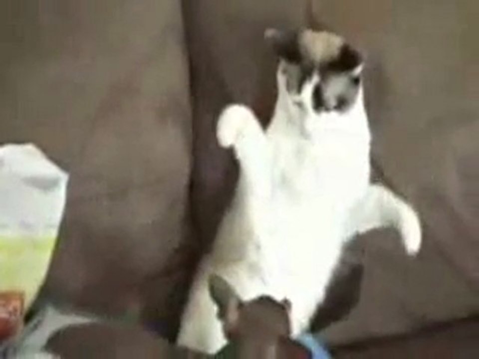 Sevimli Köpek ve Kedi