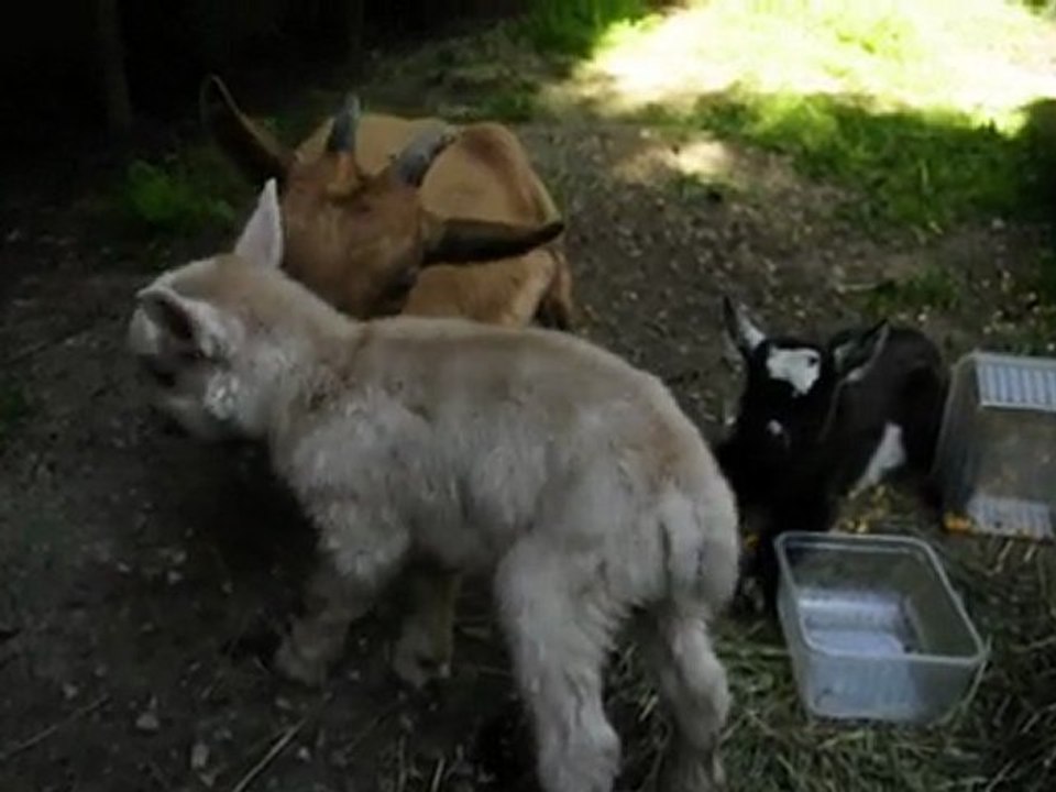 Naissance de Elfi et Kheops les chevreaux fils de Gitan et Zoé