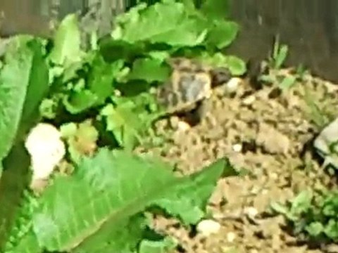 Eurotestudo Hermanni en sortie d'hibernation 2