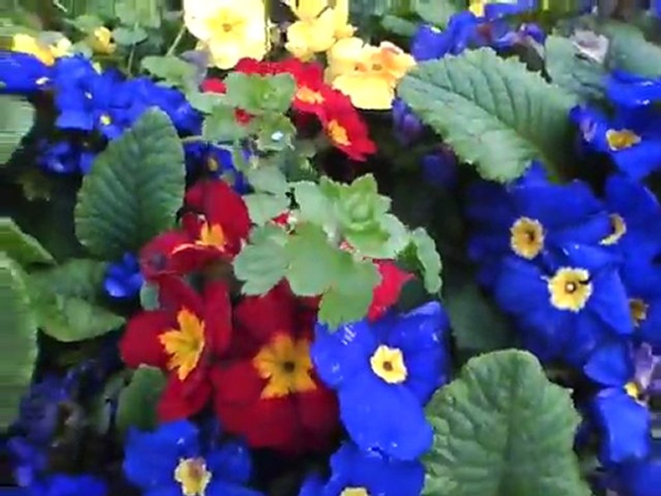 florya2