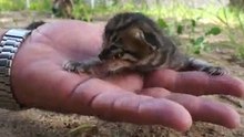 Сад и котята