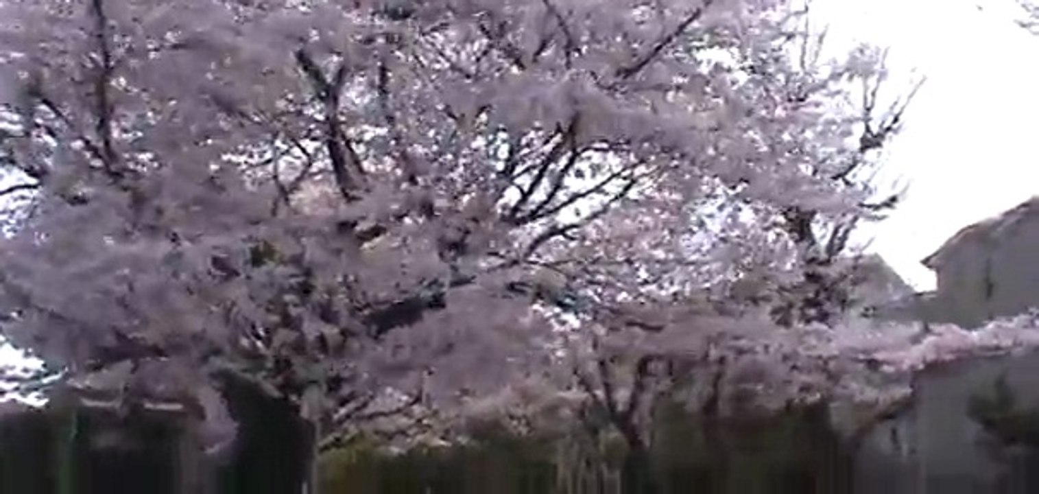 多摩湖自転車道の桜　2011