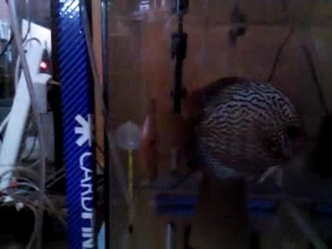 Blue Turkuaz Red Panda Discus Çifti