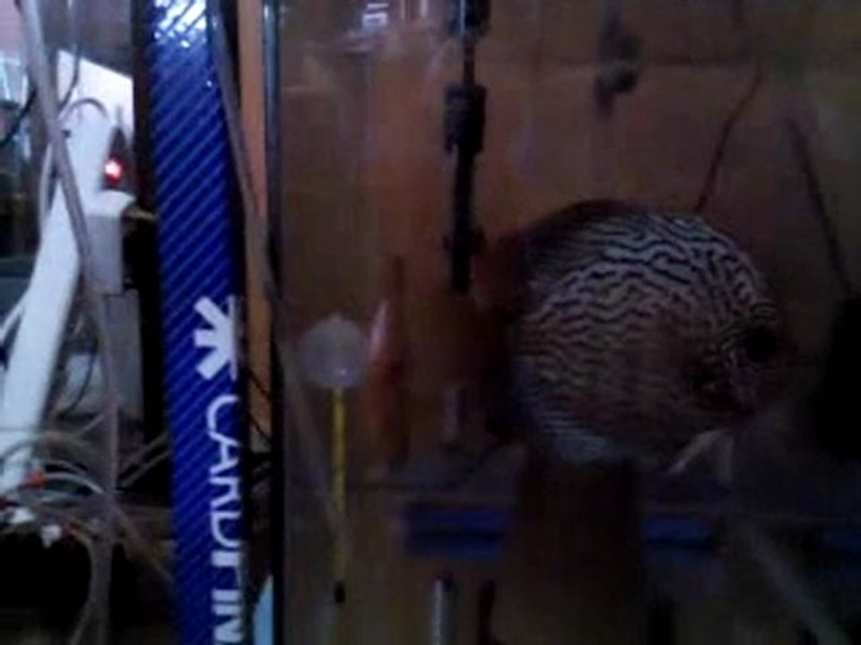 Blue Turkuaz Red Panda Discus Çifti