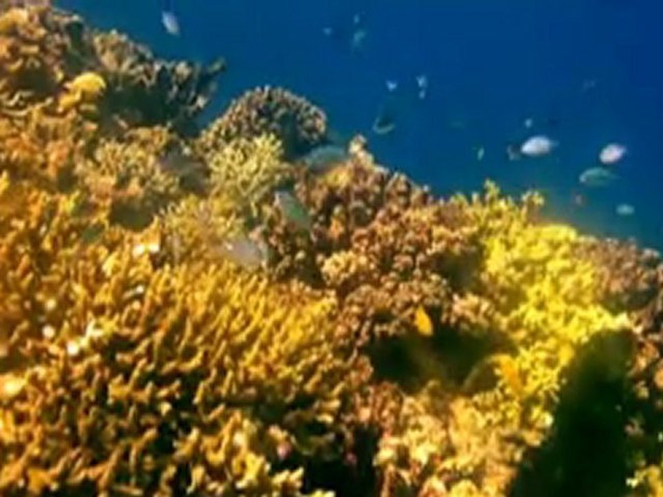 Plongée Clara et dauphins