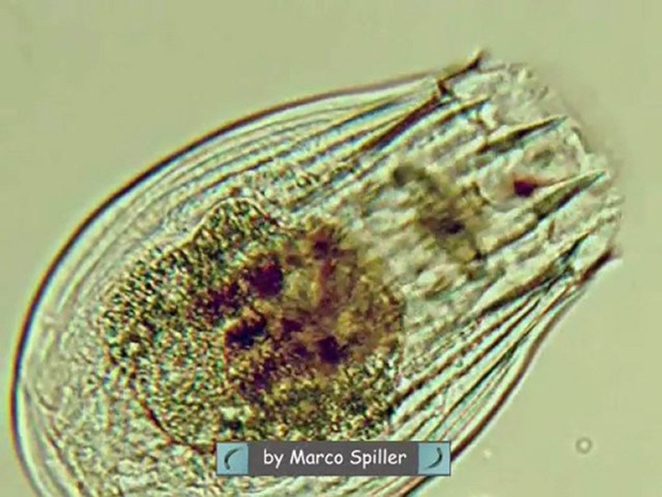 Notholca squamula