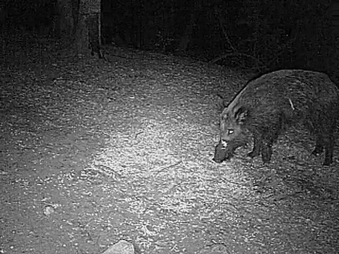 sanglier blessé en camera infrarouge