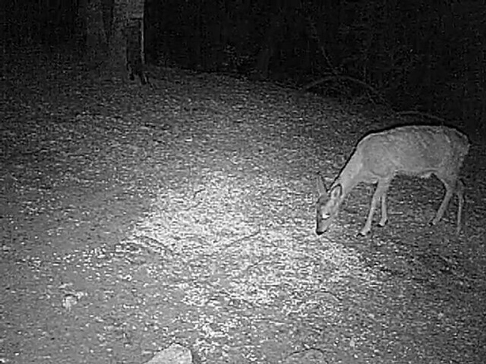 chevreuil et blaireau en camera infrarouge
