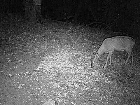 chevreuil et blaireau en camera infrarouge