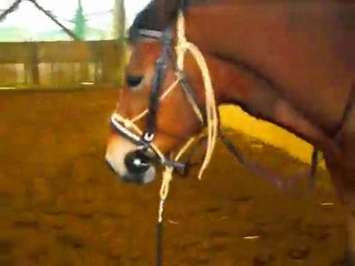 Galba cercle equestre liberté saut