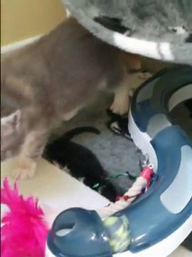 Chatons Maine Coons des Plaines D'Ulysse