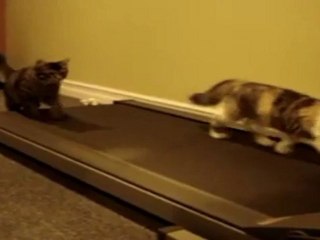 Deux chats suivent la cadence