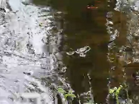 Le chant des grenouilles