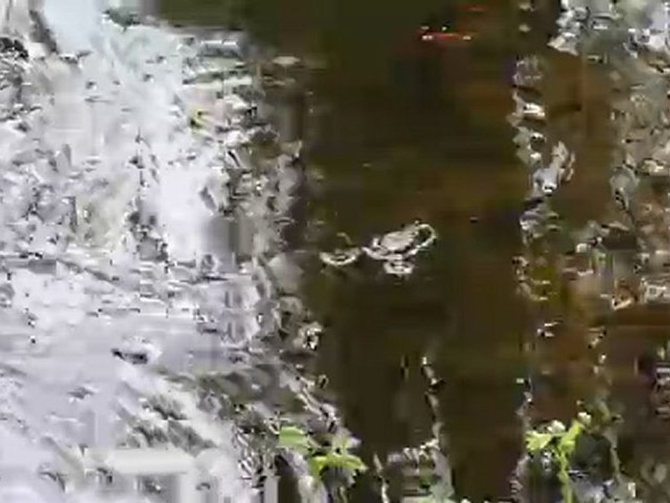 Le chant des grenouilles