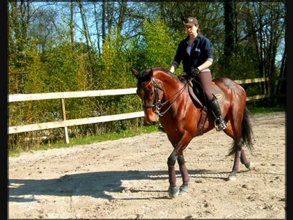 séance dressage avec Naos