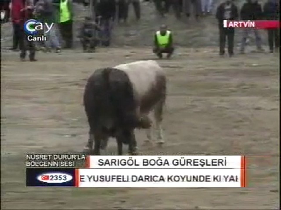 Sarıgöl Boğa Güreşleri 2011-Başaltı Kategorisi Yarı Finali-2