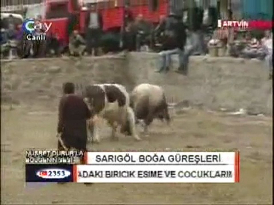 Sarıgöl Boğa Güreşleri 2011-Baş Kategorisi Güreşlerinden Video