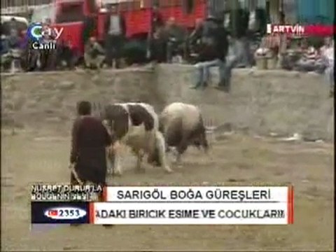 Sarıgöl Boğa Güreşleri 2011-Baş Kategorisi Güreşlerinden Video