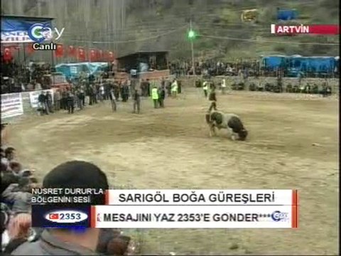 Sarıgöl Boğa Güreşleri 2011-Güreşlere Hazırlanan Boğa