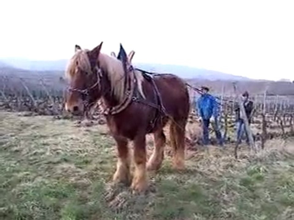labours (suite et fin) de nos vignes avec Skippy, notre cheval de trait en mars 2011
