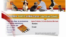 Como Educar a un Cachorro Facilmente