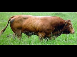 Bull Drawings and Bull Pictures Slideshow