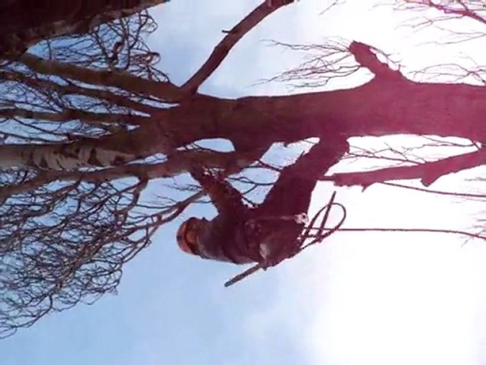les arbres 2011 049