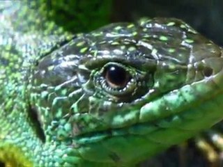 lizards's corner (hommage à Debussy)