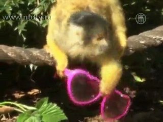 В Лондонском зоопарке проучат обезьян-воровок