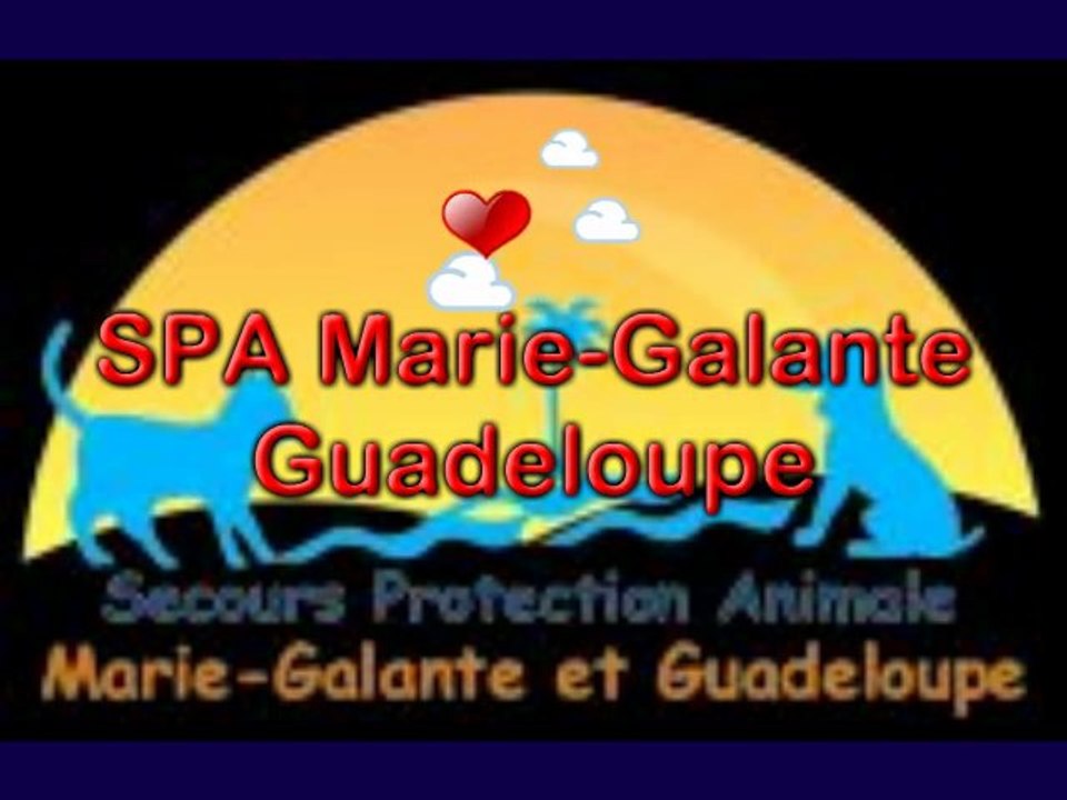 Feline_FM_La_Radio_Qui_Aime_Les_Animaux