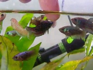 Mes plakats de 3 mois