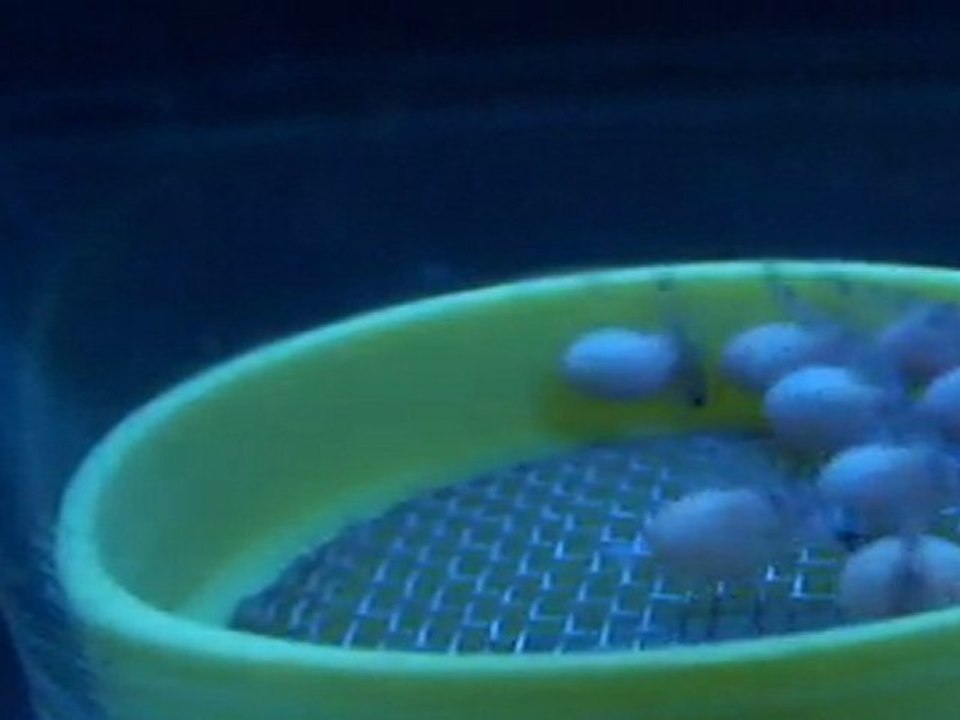 FRONTOSA BLUE ZAİRE MOBA YUMURTALARI  09.04.2011  SAAT:18.00